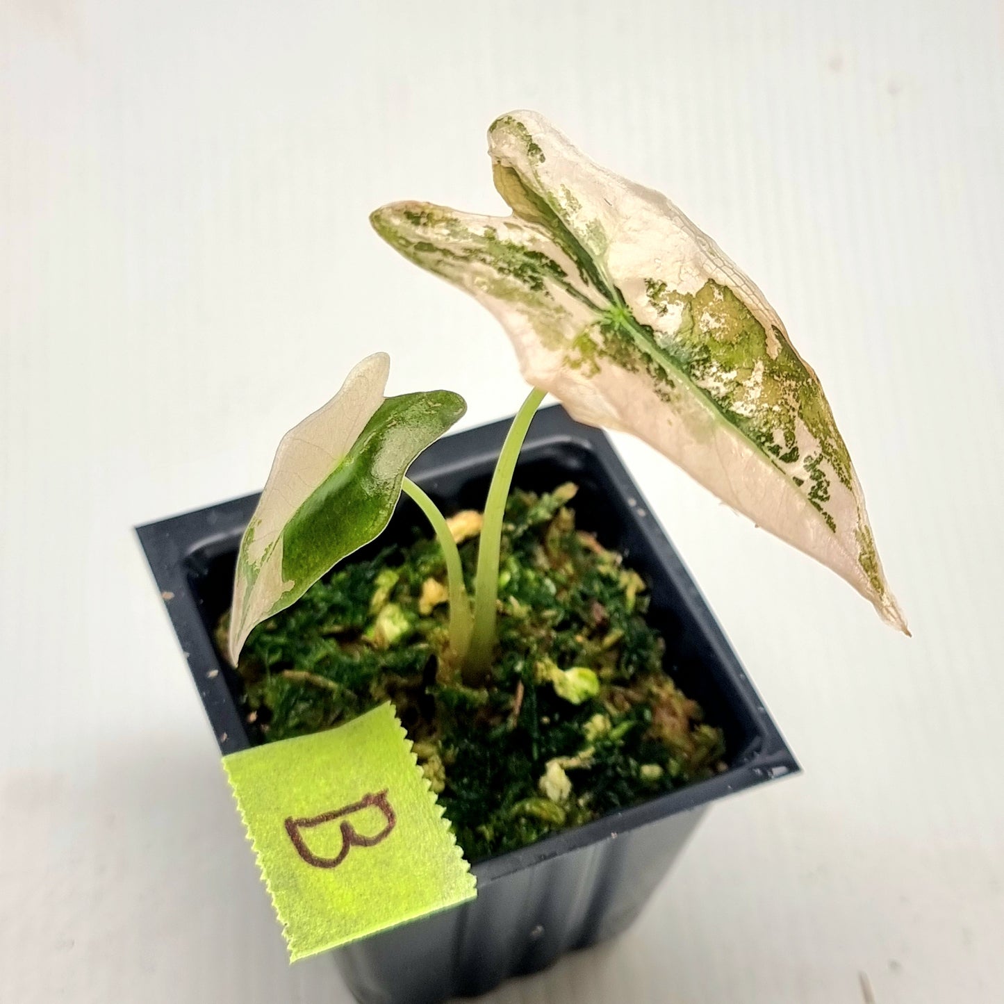 Alocasia sanderiana "Nobilis" Pink Variegated