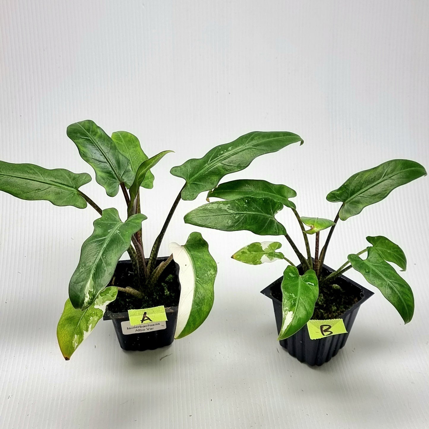 Alocasia Lauterbachiana Albo LOW Variegated