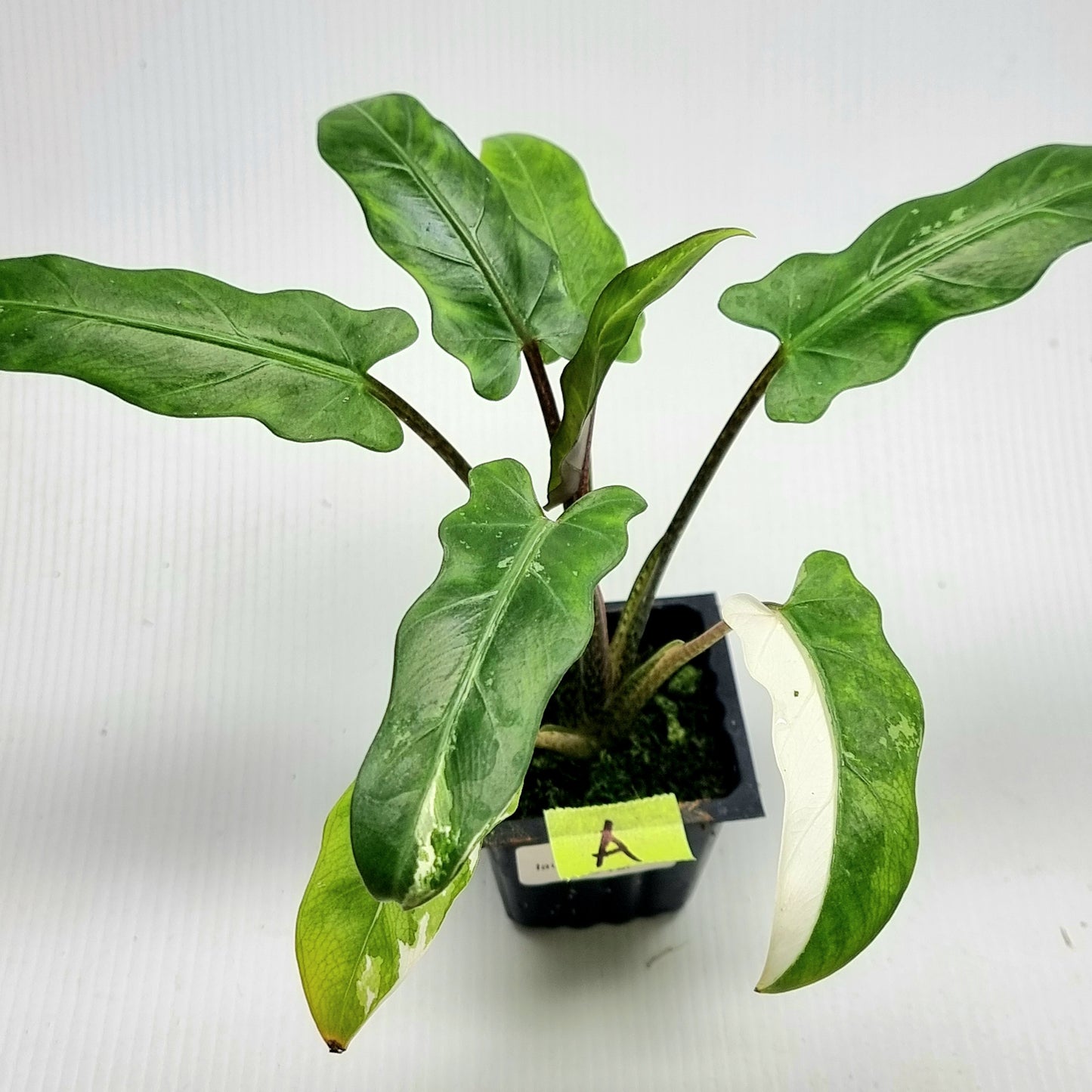 Alocasia Lauterbachiana Albo LOW Variegated