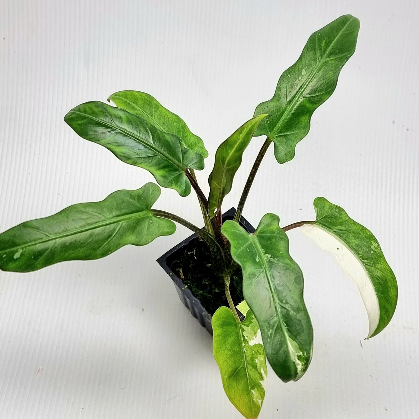 Alocasia Lauterbachiana Albo LOW Variegated