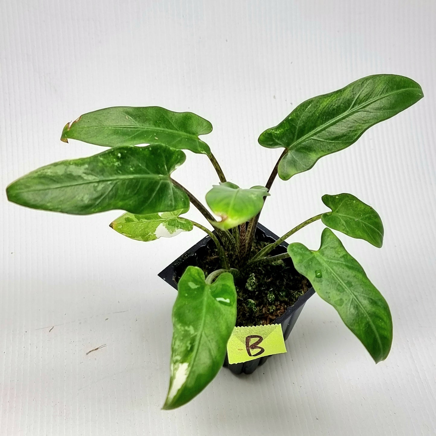 Alocasia Lauterbachiana Albo LOW Variegated