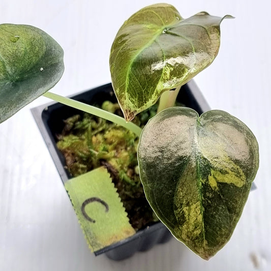 Alocasia Cuprea Latte (Aurea Variegated)