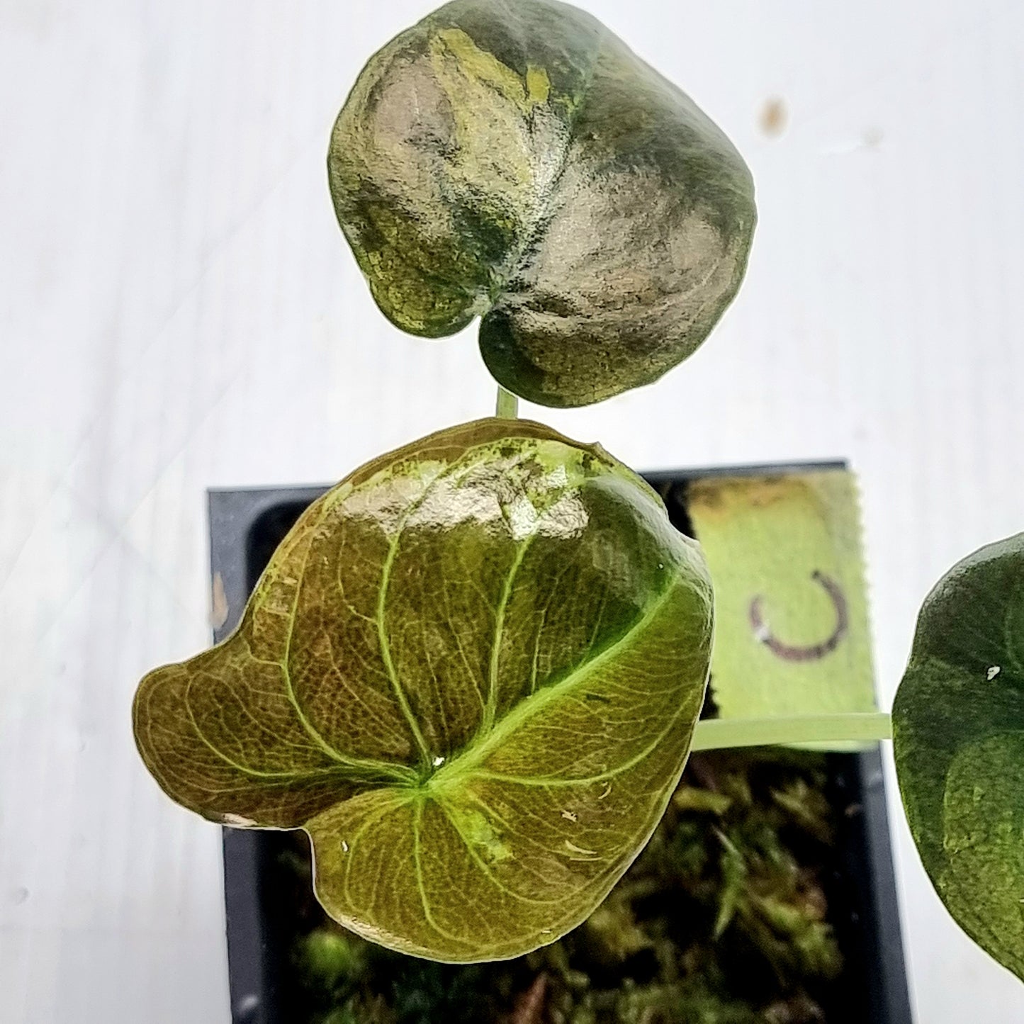 Alocasia Cuprea Latte (Aurea Variegated)