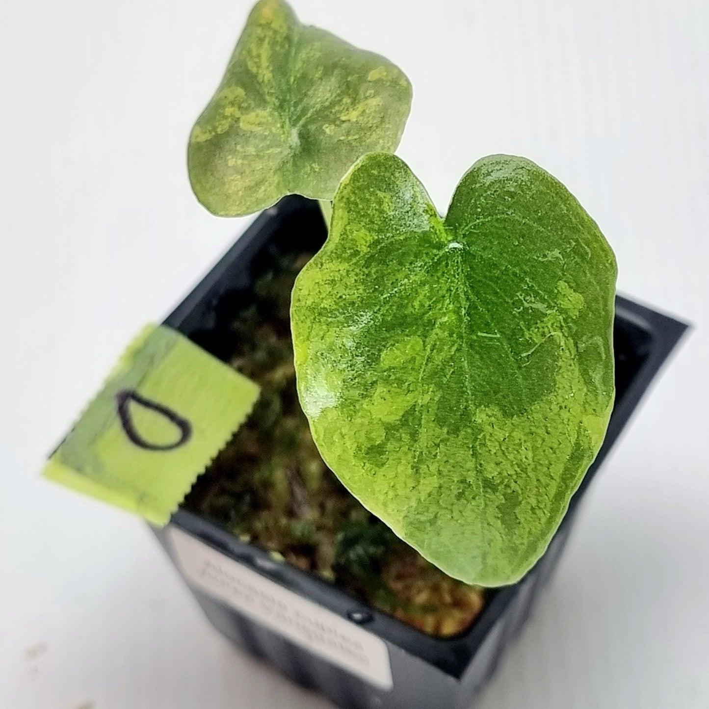 Alocasia Cuprea Latte (Aurea Variegated)