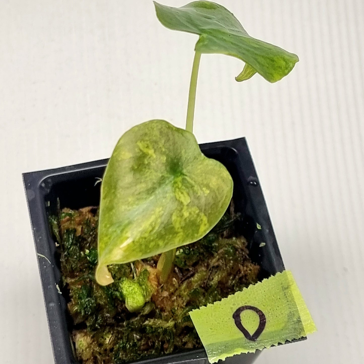 Alocasia Cuprea Latte (Aurea Variegated)