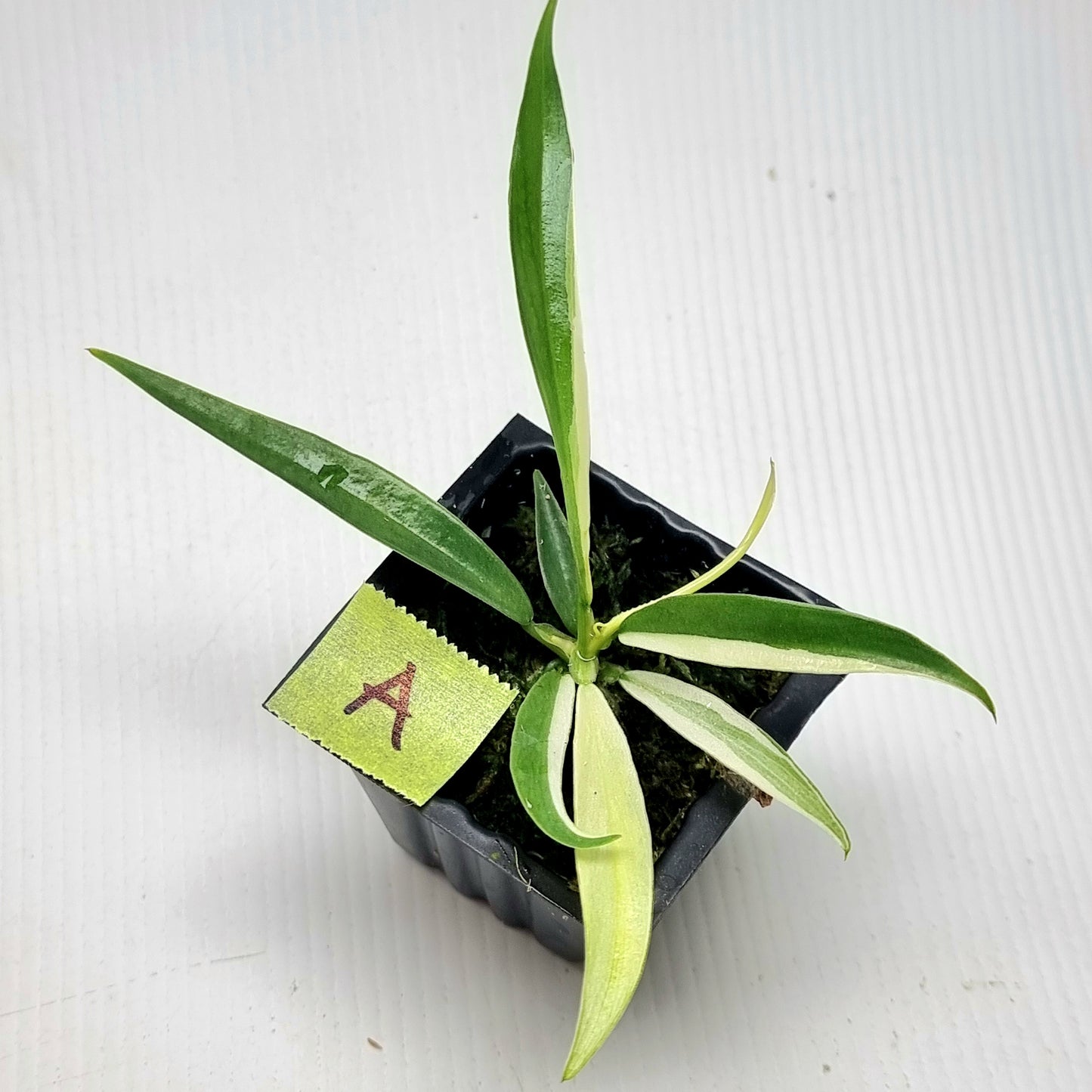 Philodendron tortum Albo Variegated