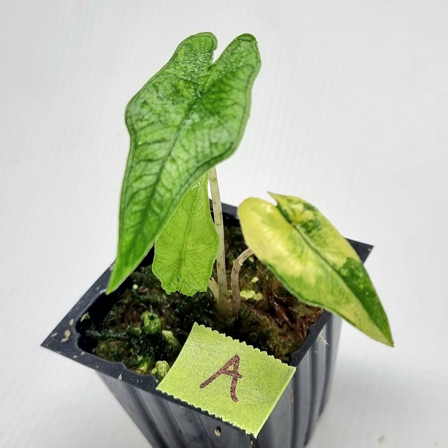 Alocasia Jacklyn LOW Variegated