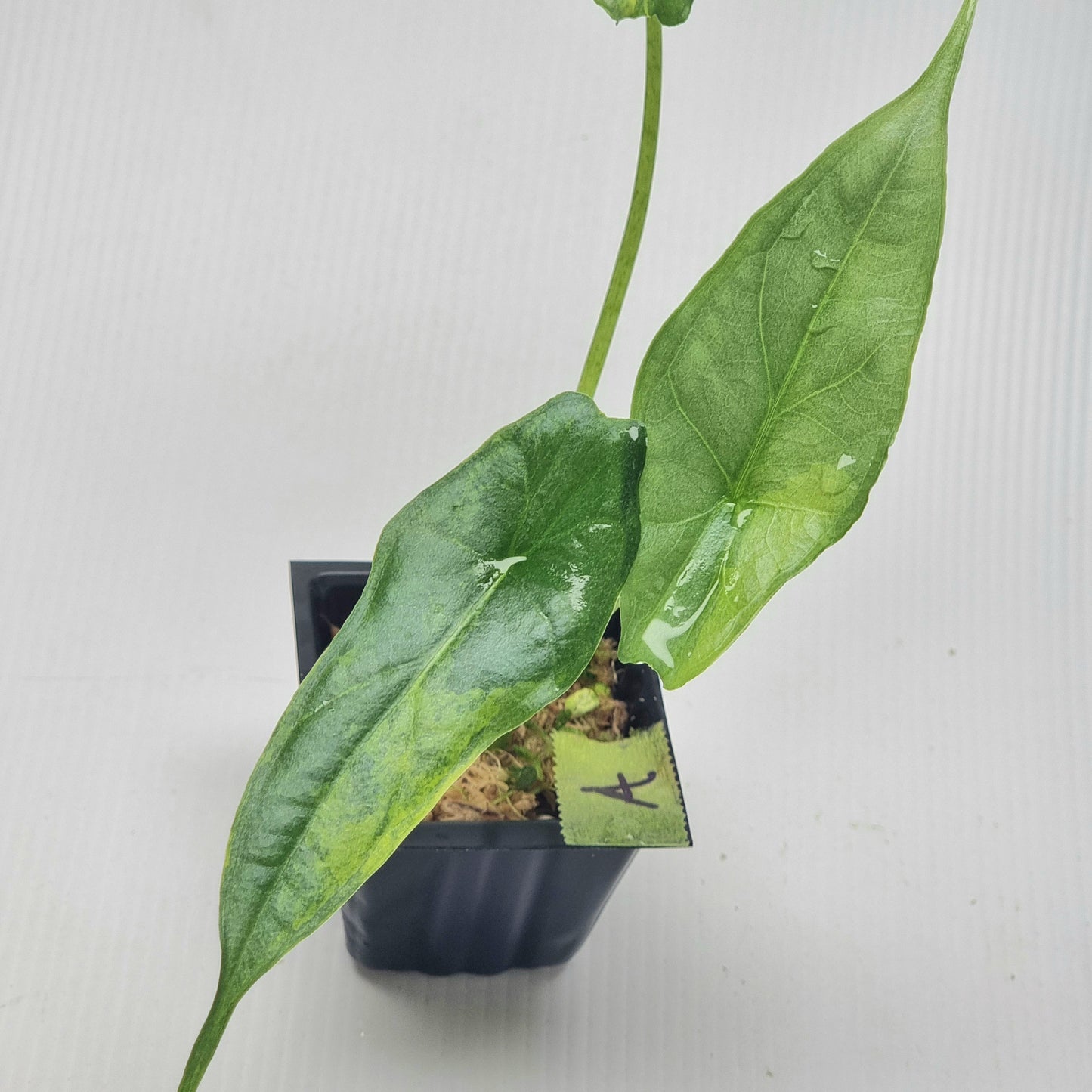 Alocasia heterophylla Dragon's Breath Aurea Variegated