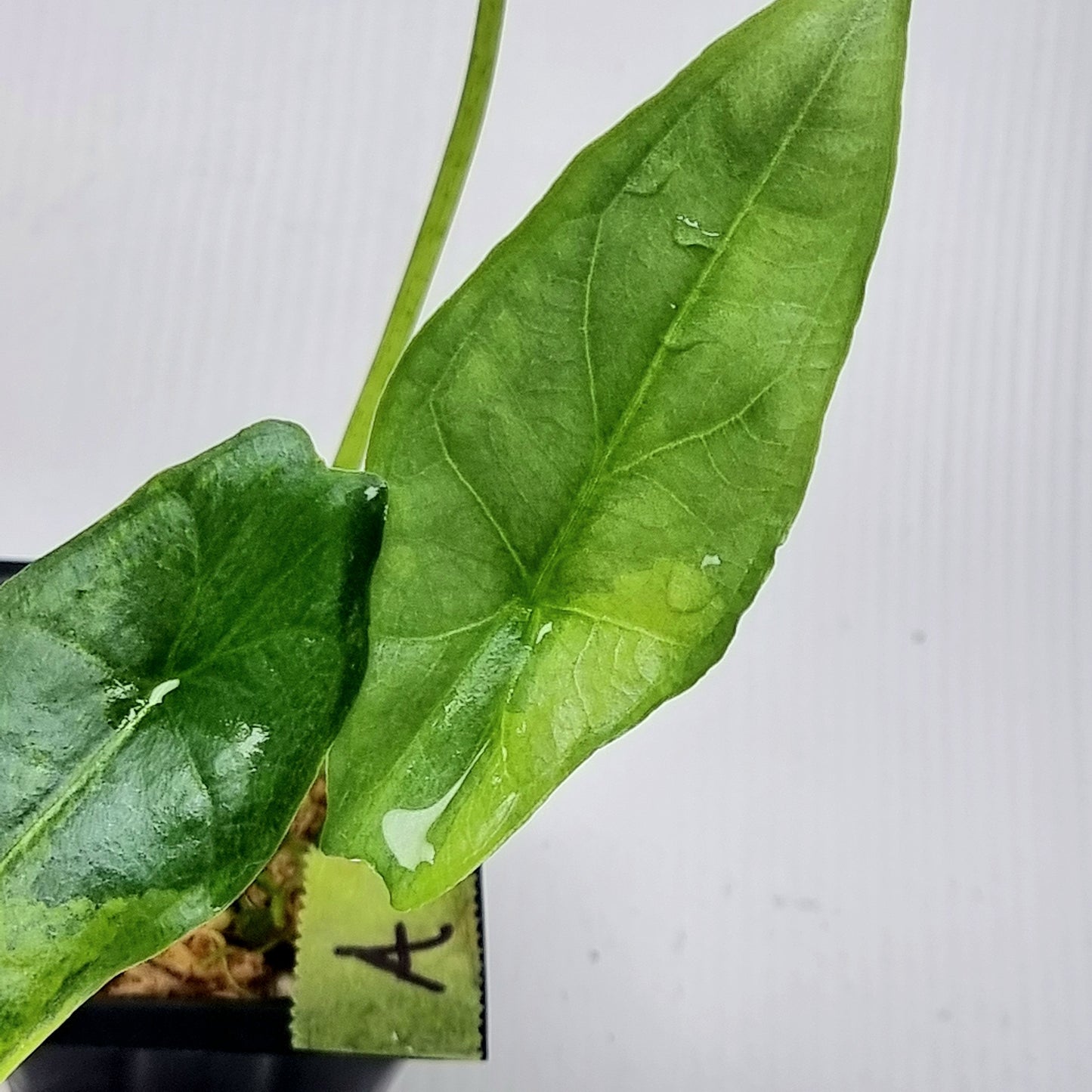Alocasia heterophylla Dragon's Breath Aurea Variegated