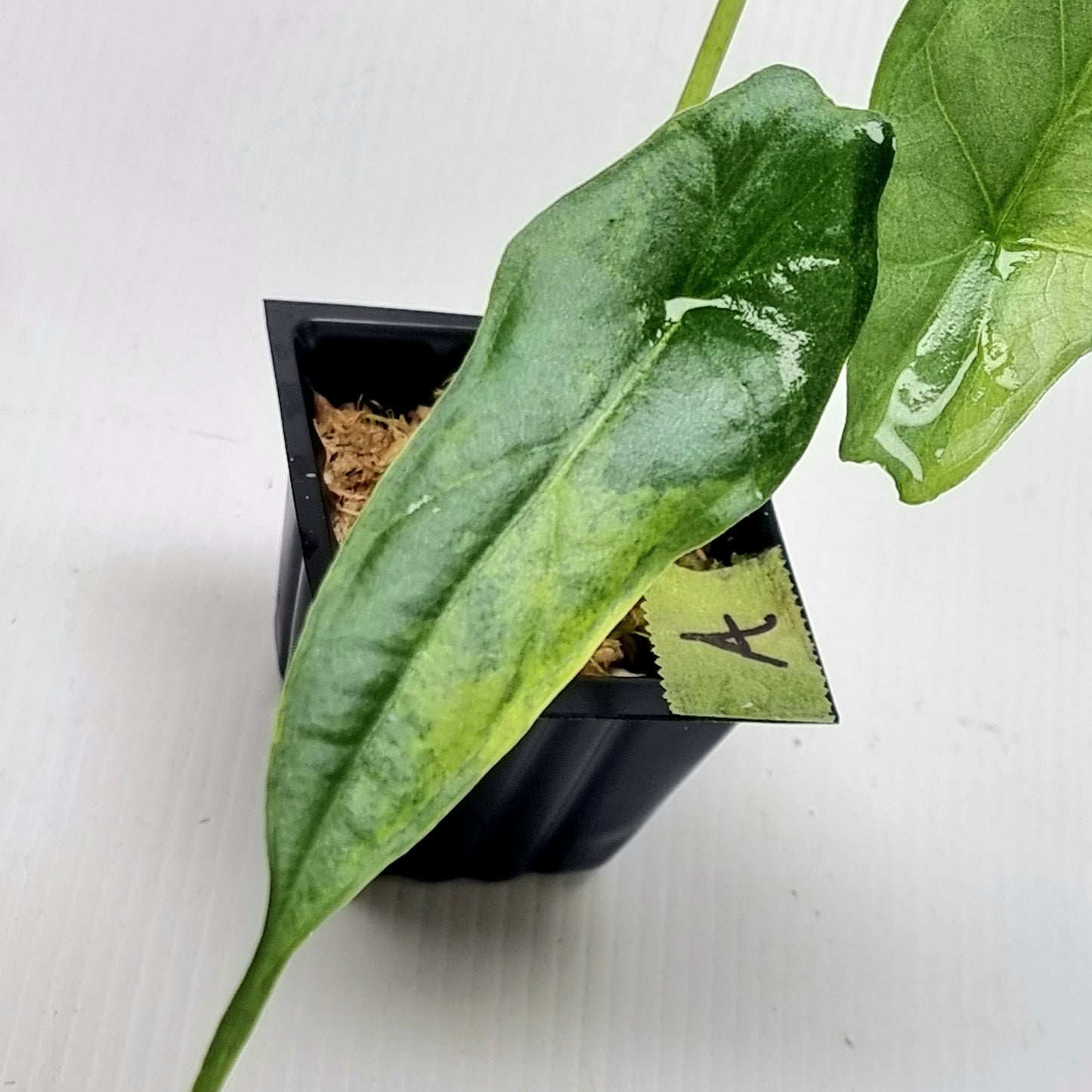 Alocasia heterophylla Dragon's Breath Aurea Variegated