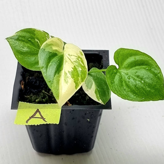 Philodendron goeldii Albo Variegated