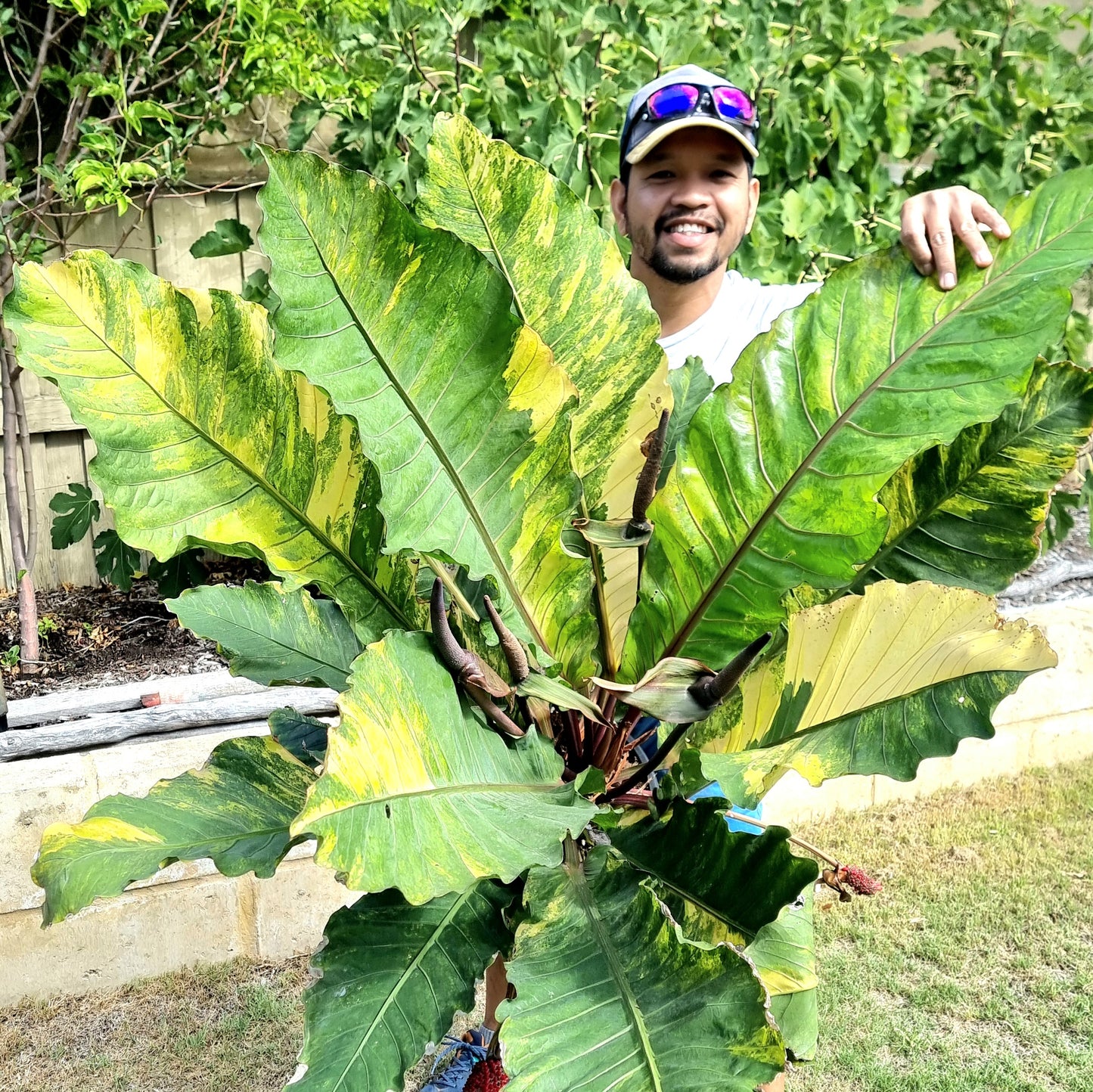 Anthurium Foliage Variegated