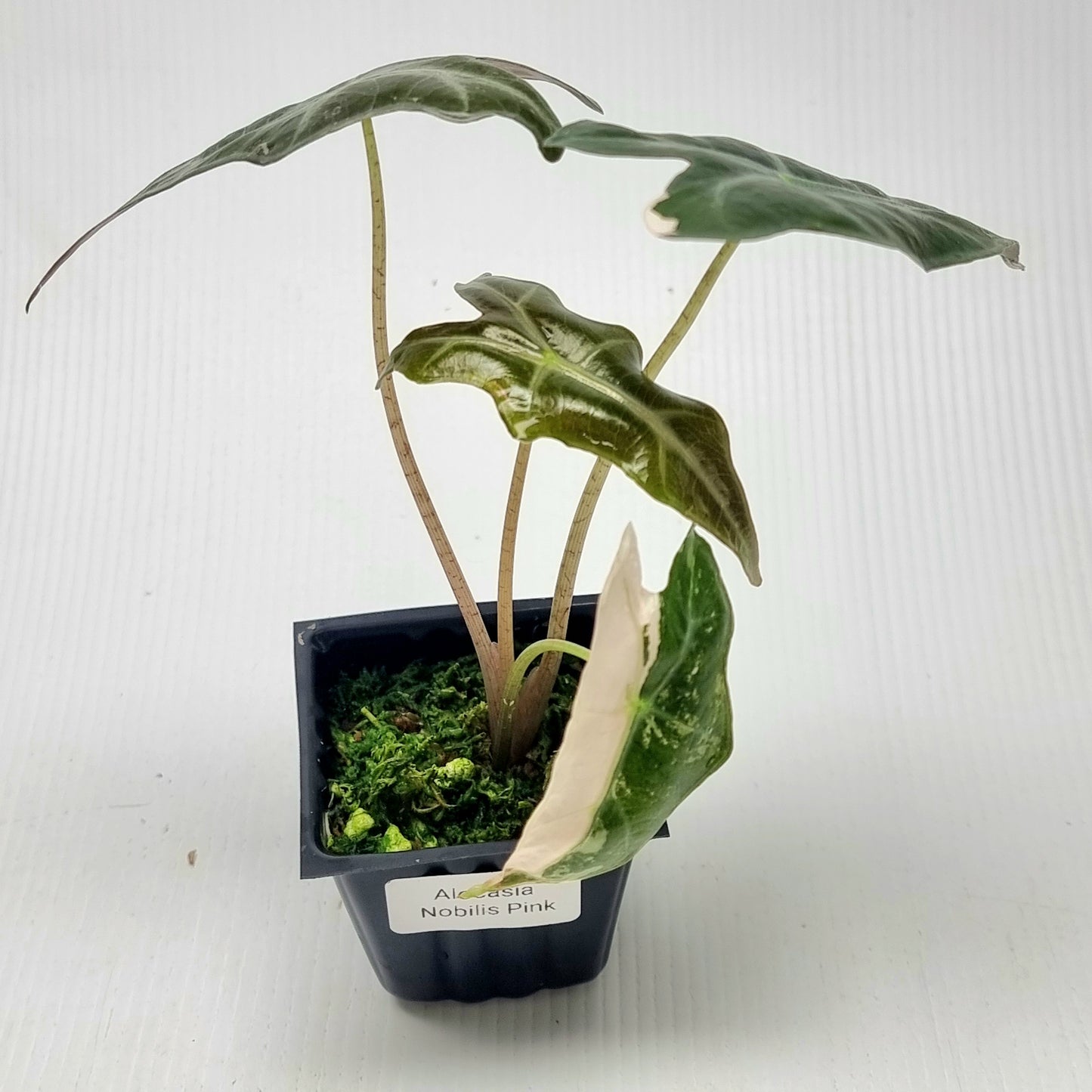 Alocasia sanderiana "Nobilis" LOW Variegated