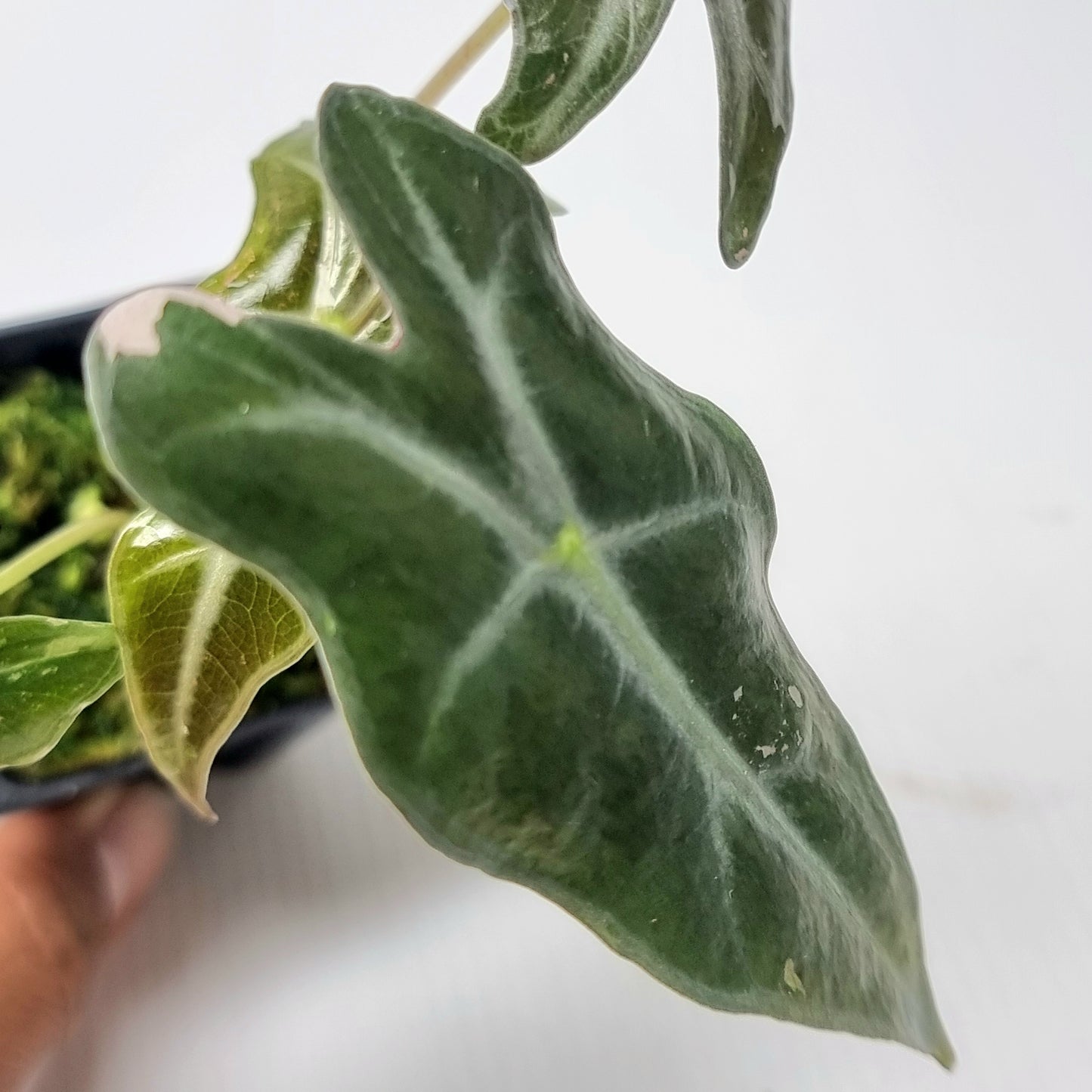 Alocasia sanderiana "Nobilis" LOW Variegated