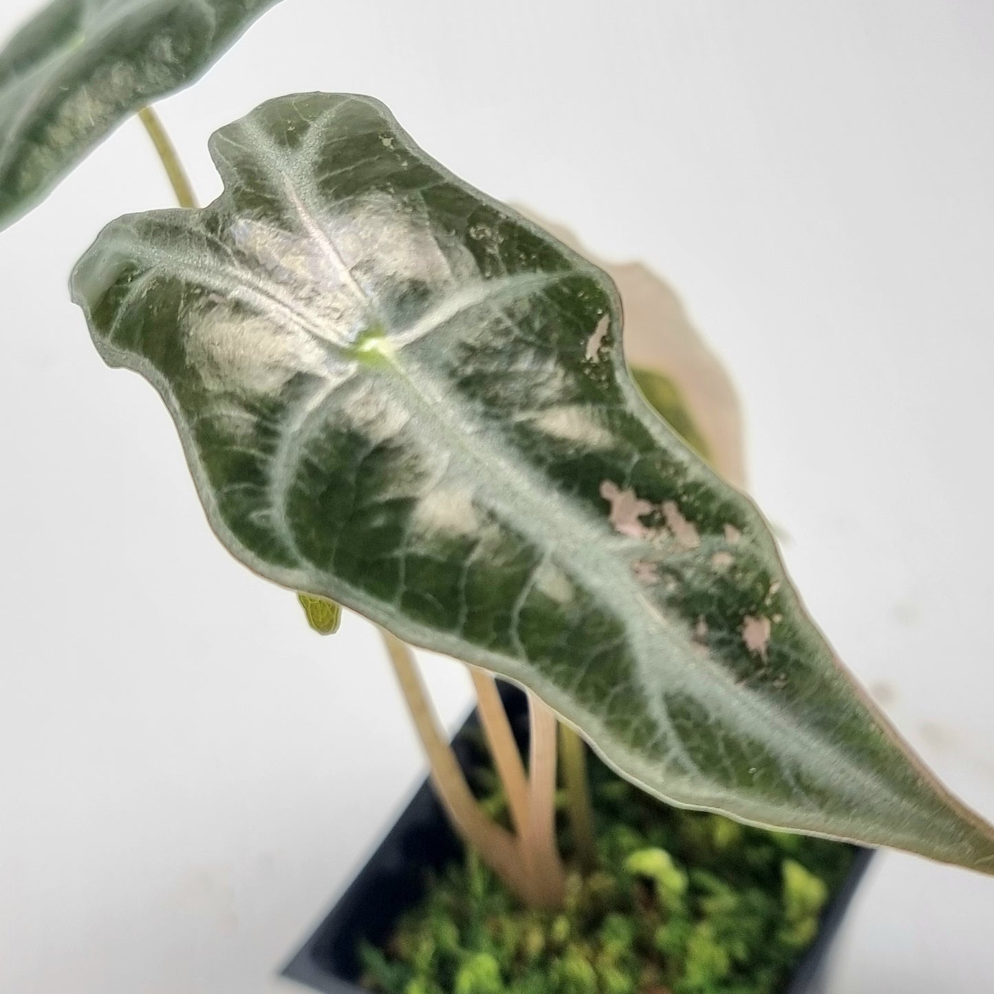 Alocasia sanderiana "Nobilis" LOW Variegated