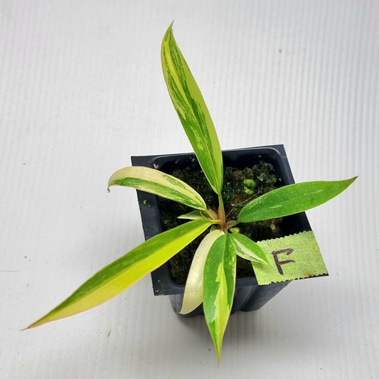 Philodendron Caramel Marble