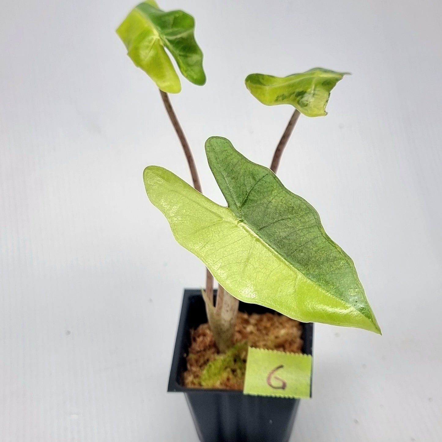 Alocasia pseudosanderiana Aurea Variegated