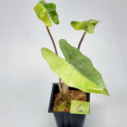 Alocasia pseudosanderiana Aurea Variegated