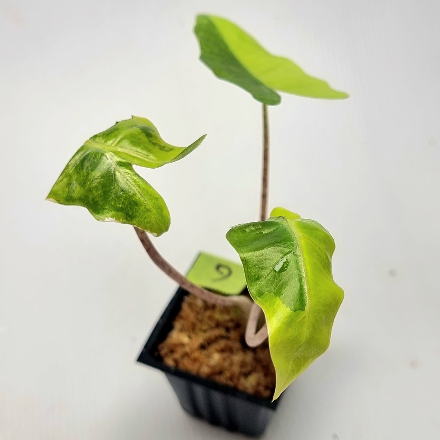 Alocasia pseudosanderiana Aurea Variegated