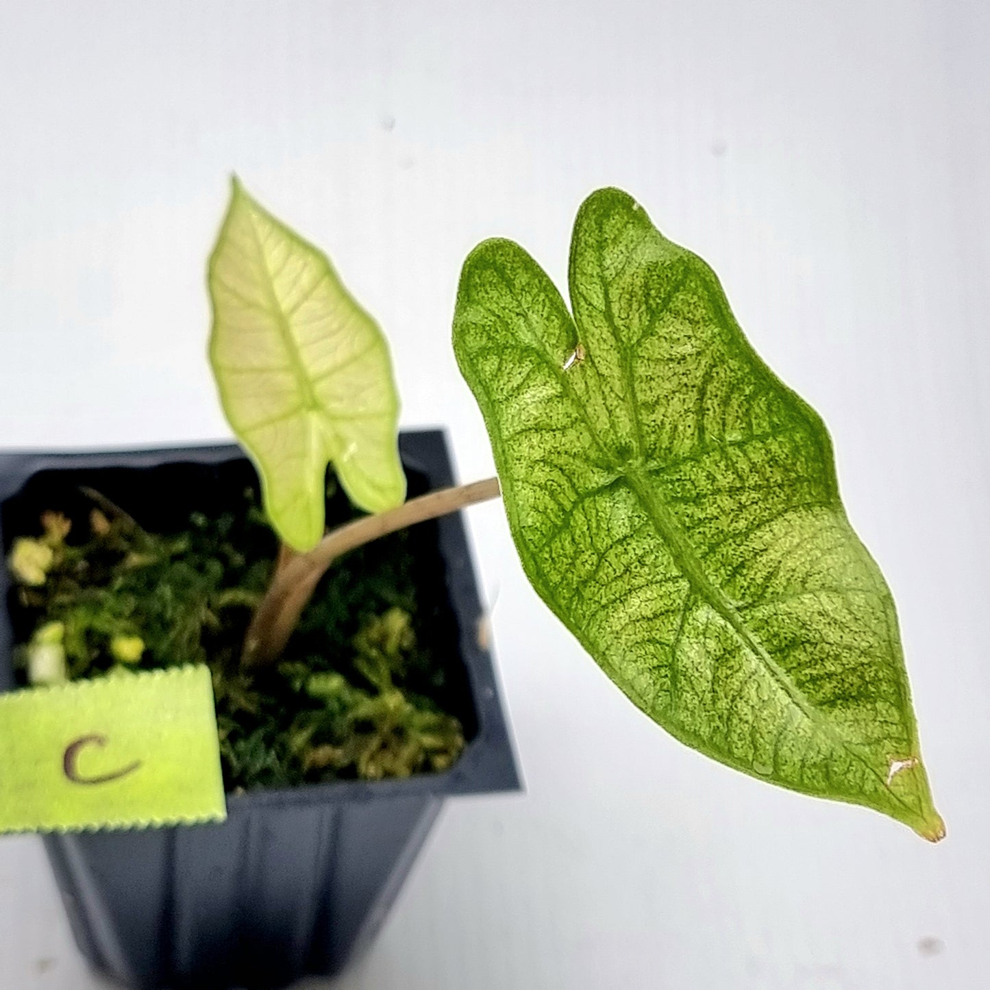Alocasia pseudosanderiana Pink Mint Variegated