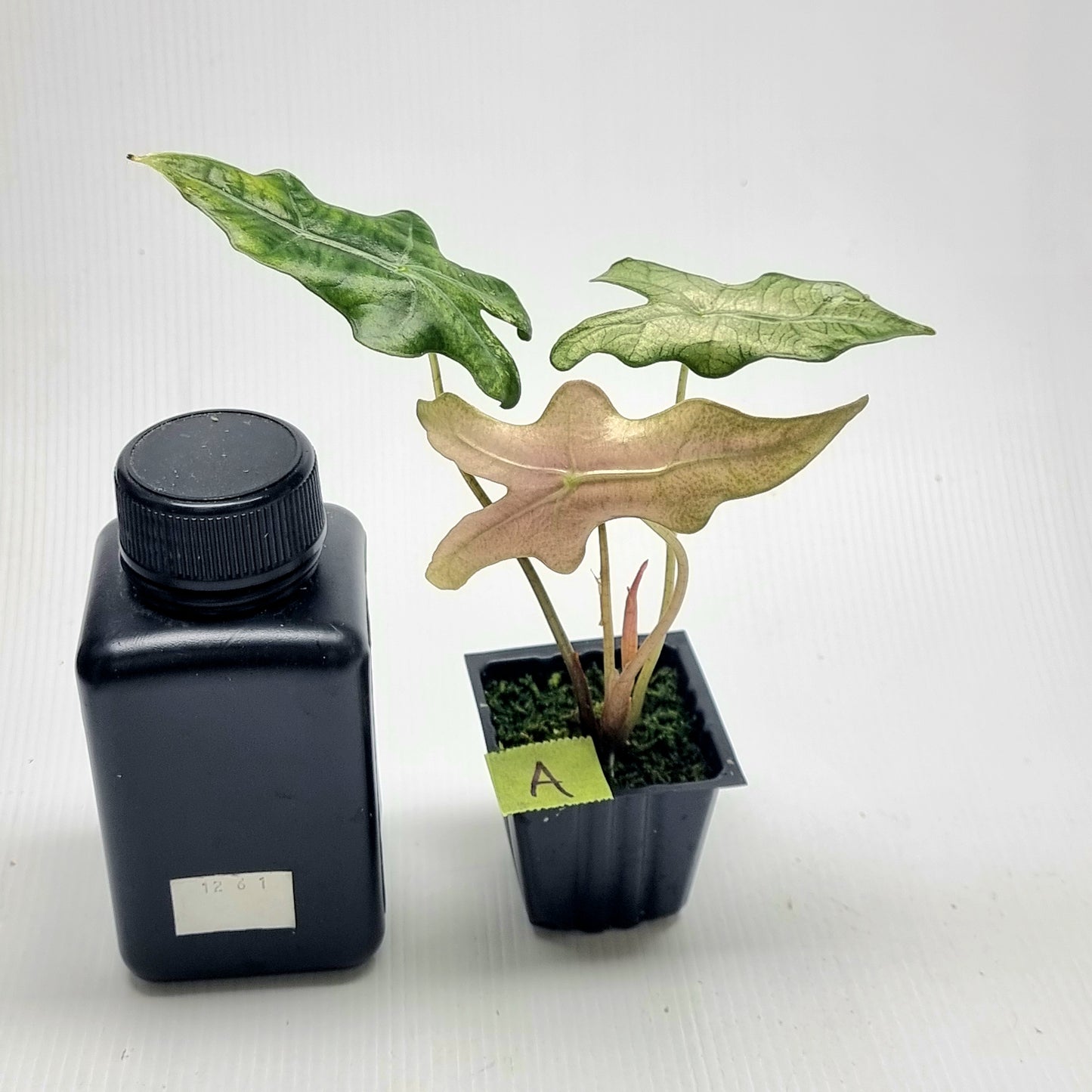 Alocasia sanderiana "Nobilis" Pink Mint Variegated
