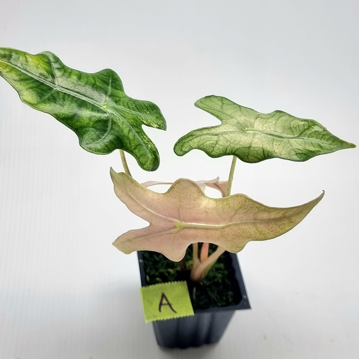 Alocasia sanderiana "Nobilis" Pink Mint Variegated