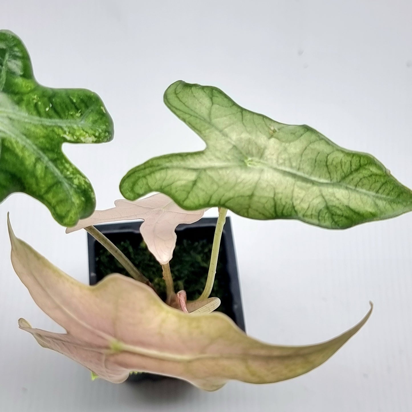 Alocasia sanderiana "Nobilis" Pink Mint Variegated