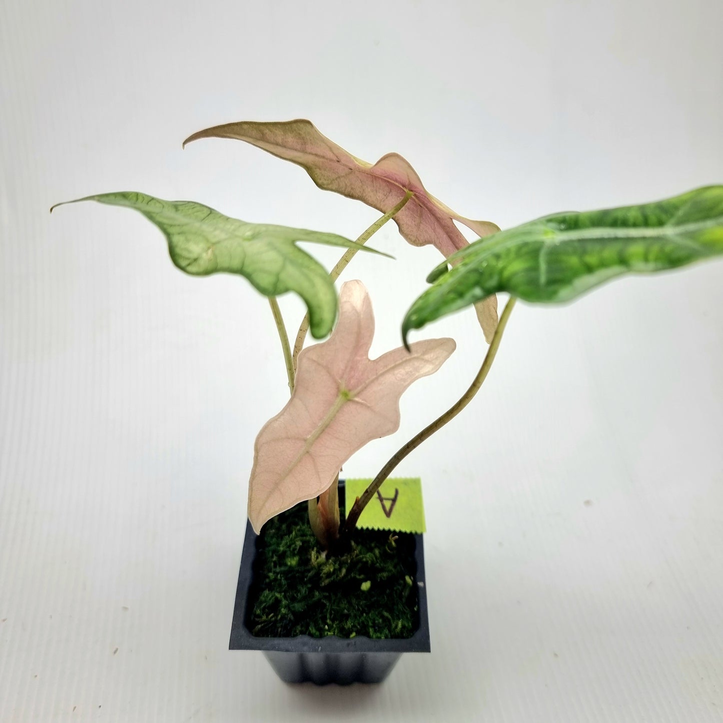 Alocasia sanderiana "Nobilis" Pink Mint Variegated