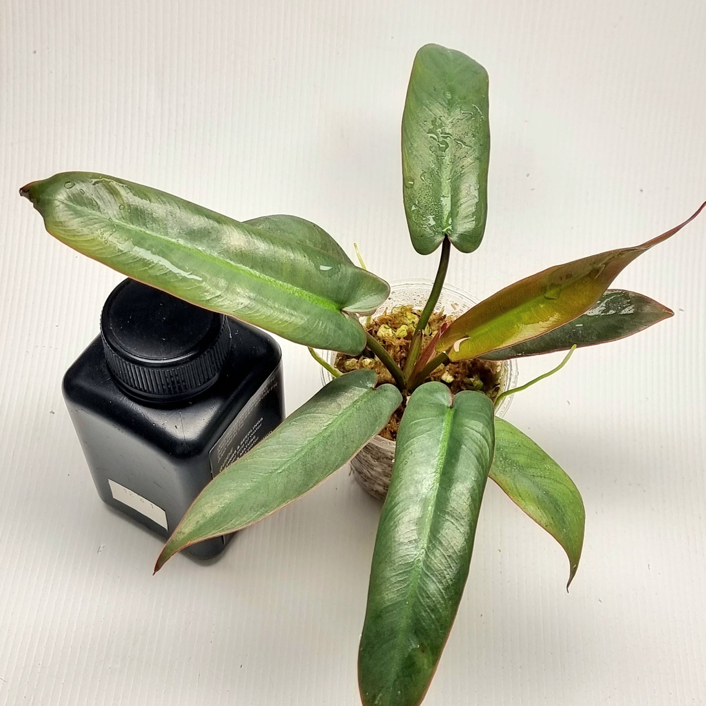 Philodendron atabapoense REVERTED