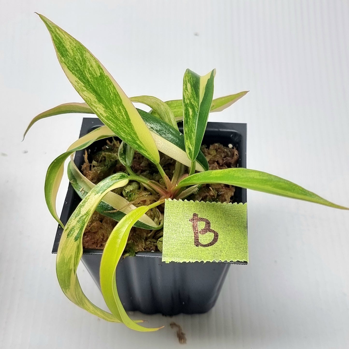 Philodendron Caramel Marble
