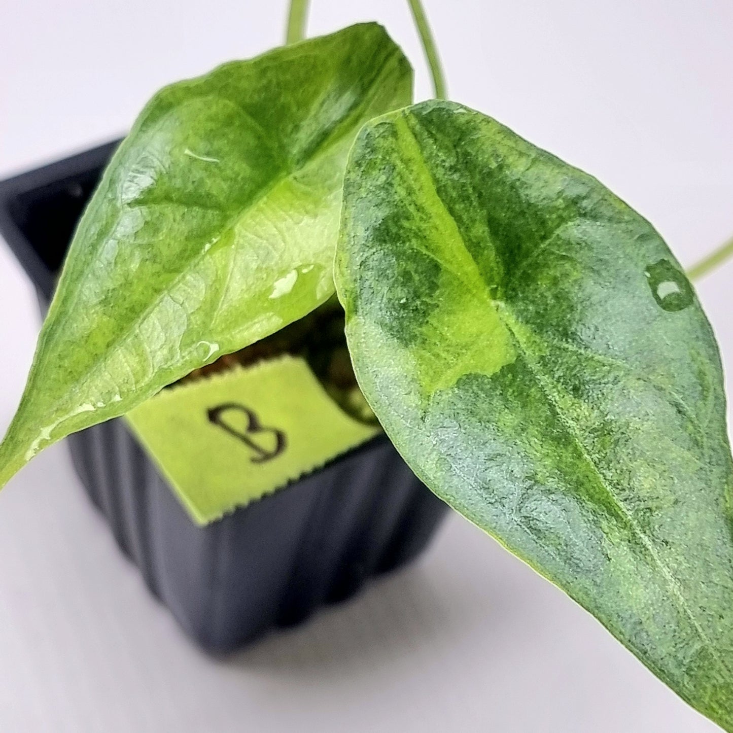 Alocasia heterophylla Dragon's Breath Aurea Variegated