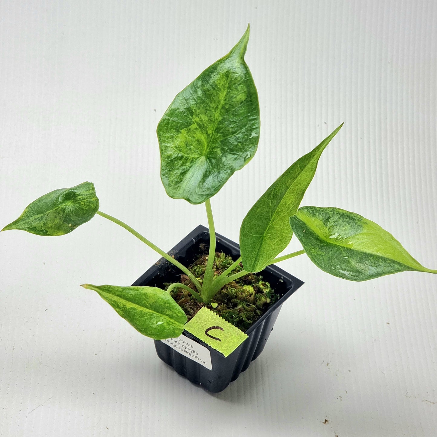 Alocasia heterophylla Dragon's Breath Aurea Variegated