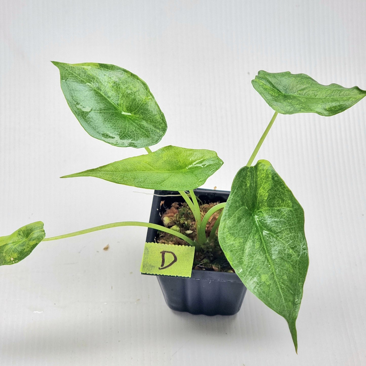 Alocasia heterophylla Dragon's Breath Aurea Variegated