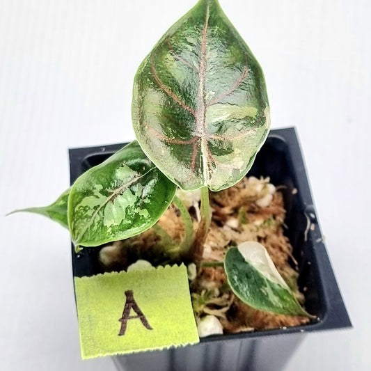 Alocasia azlanii Pink variegated