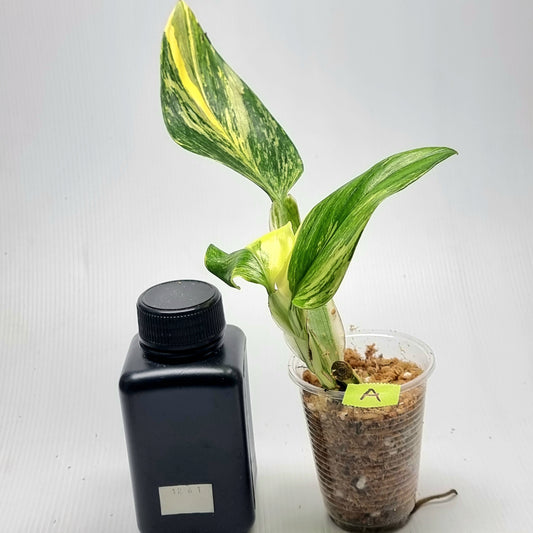 Monstera standleyana aurea variegated