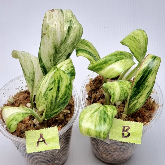 Rhaphidophora elliptifolia Variegated