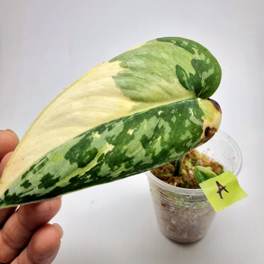 Variegated Scindapsus pictus Albo AKA Scindapsus Mayari