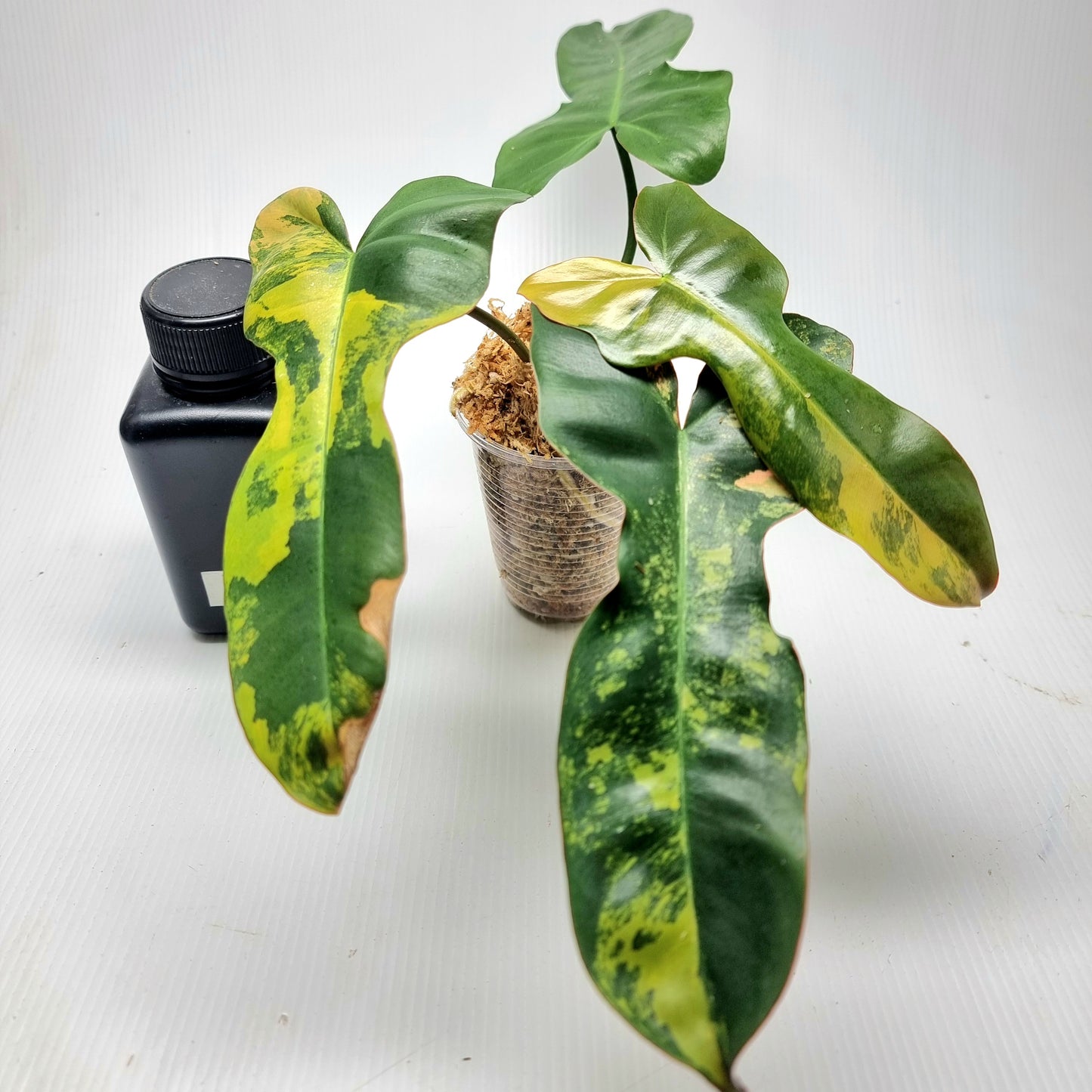 Philodendron Brown Beauty (FB x Black billie)