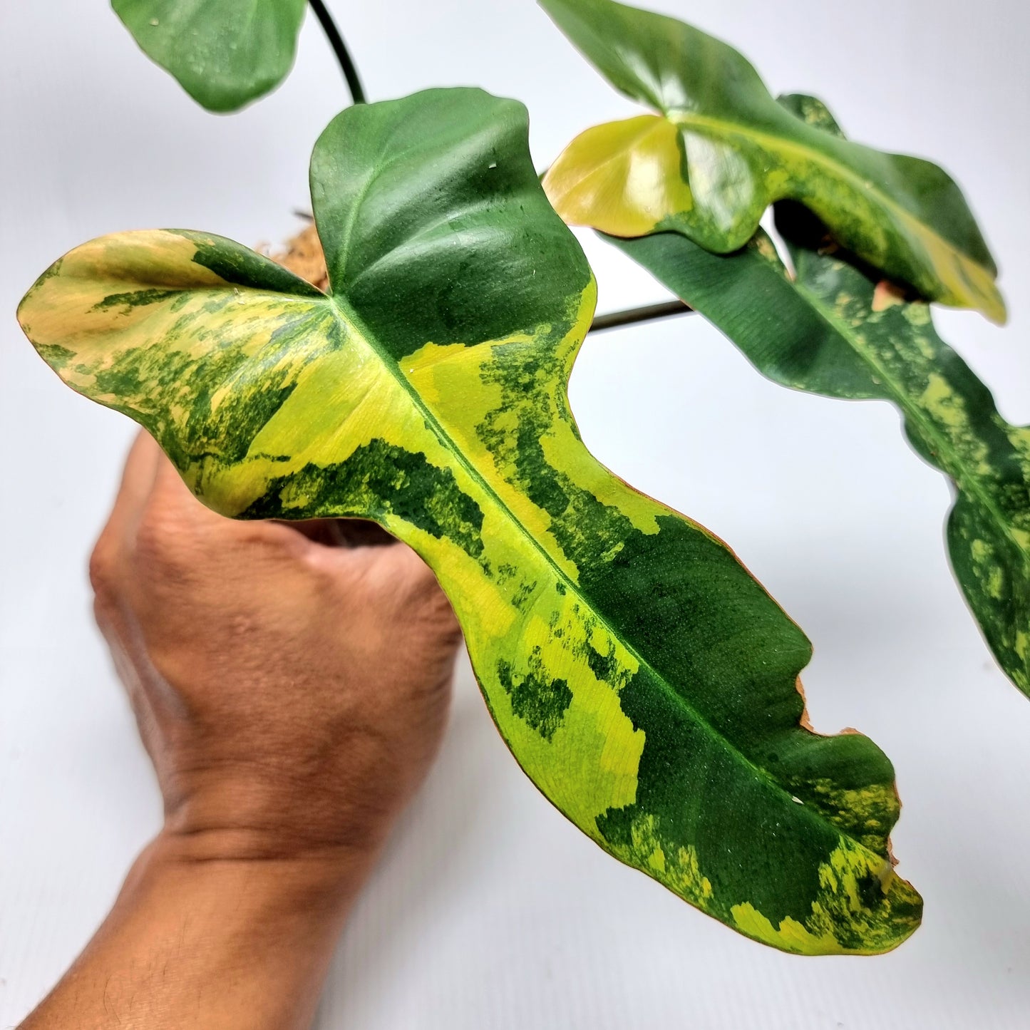 Philodendron Brown Beauty (FB x Black billie)