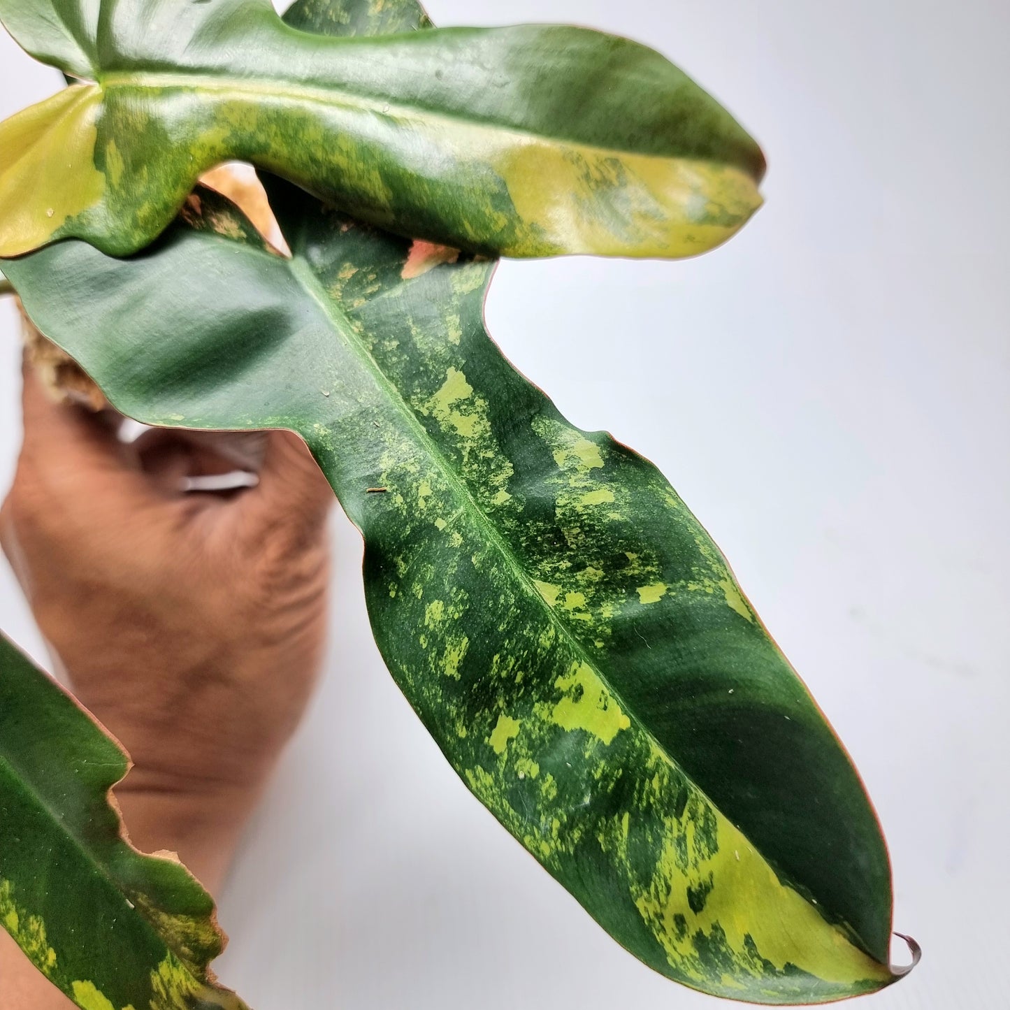 Philodendron Brown Beauty (FB x Black billie)