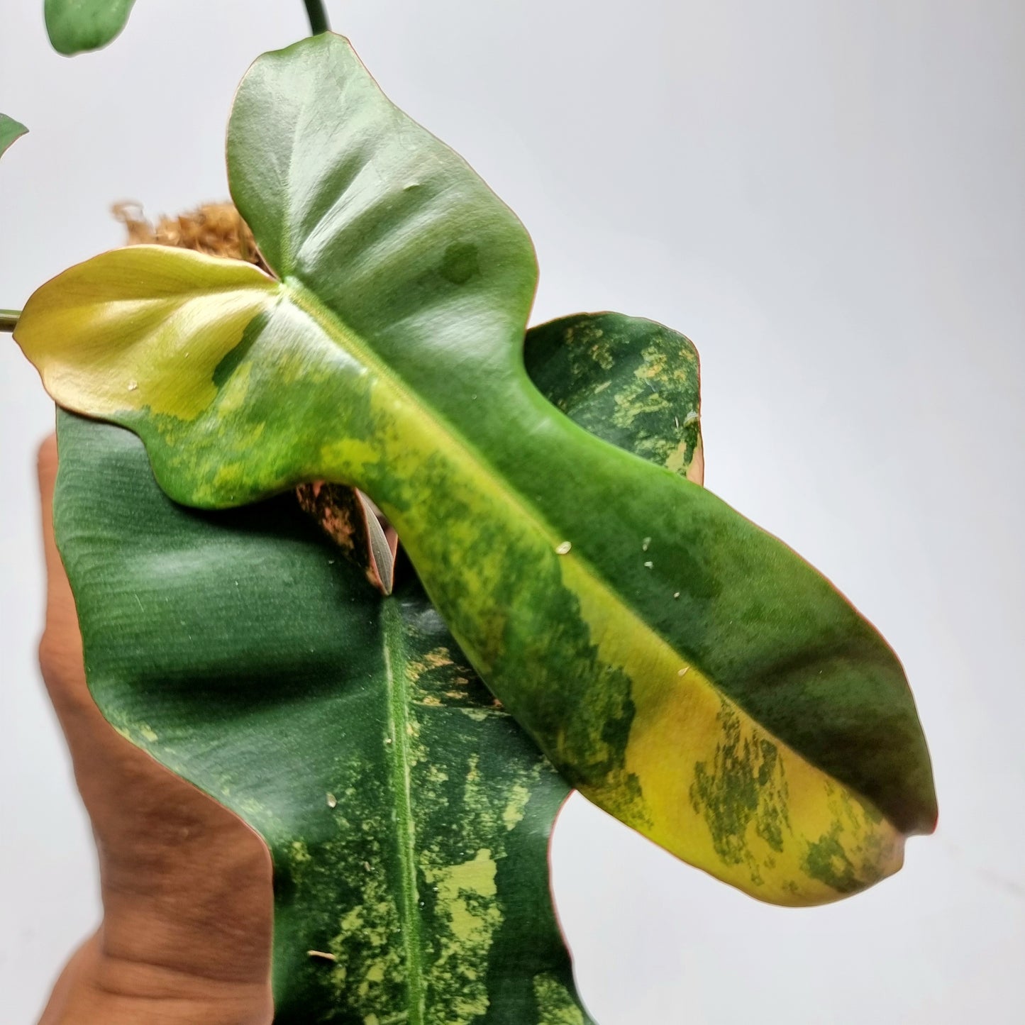 Philodendron Brown Beauty (FB x Black billie)