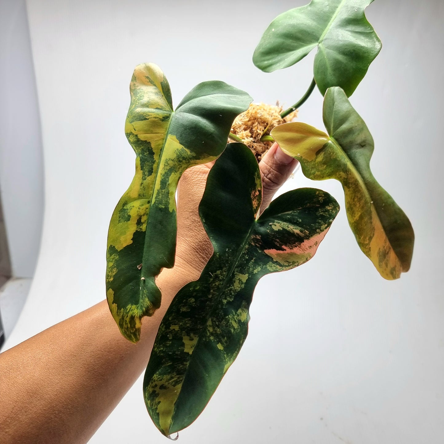 Philodendron Brown Beauty (FB x Black billie)