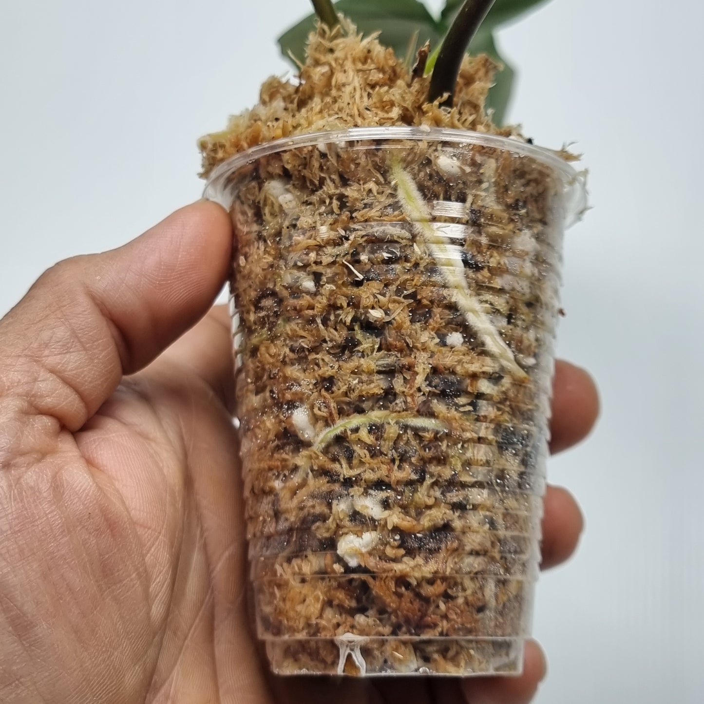 Philodendron Brown Beauty (FB x Black billie)