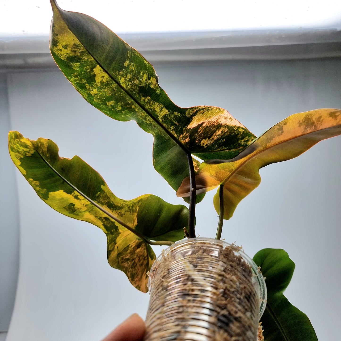 Philodendron Brown Beauty (FB x Black billie)
