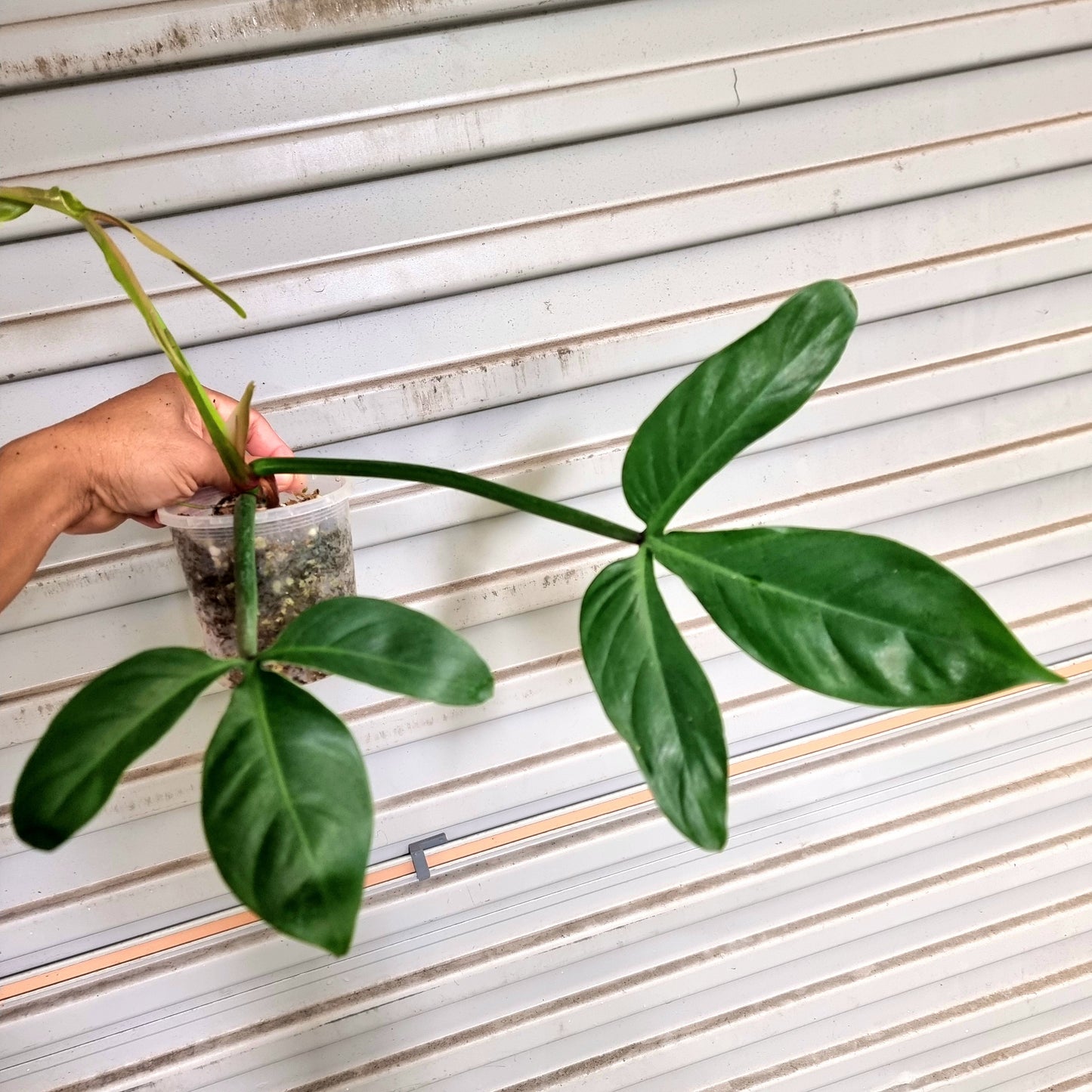 Philodendron sanctamartinense