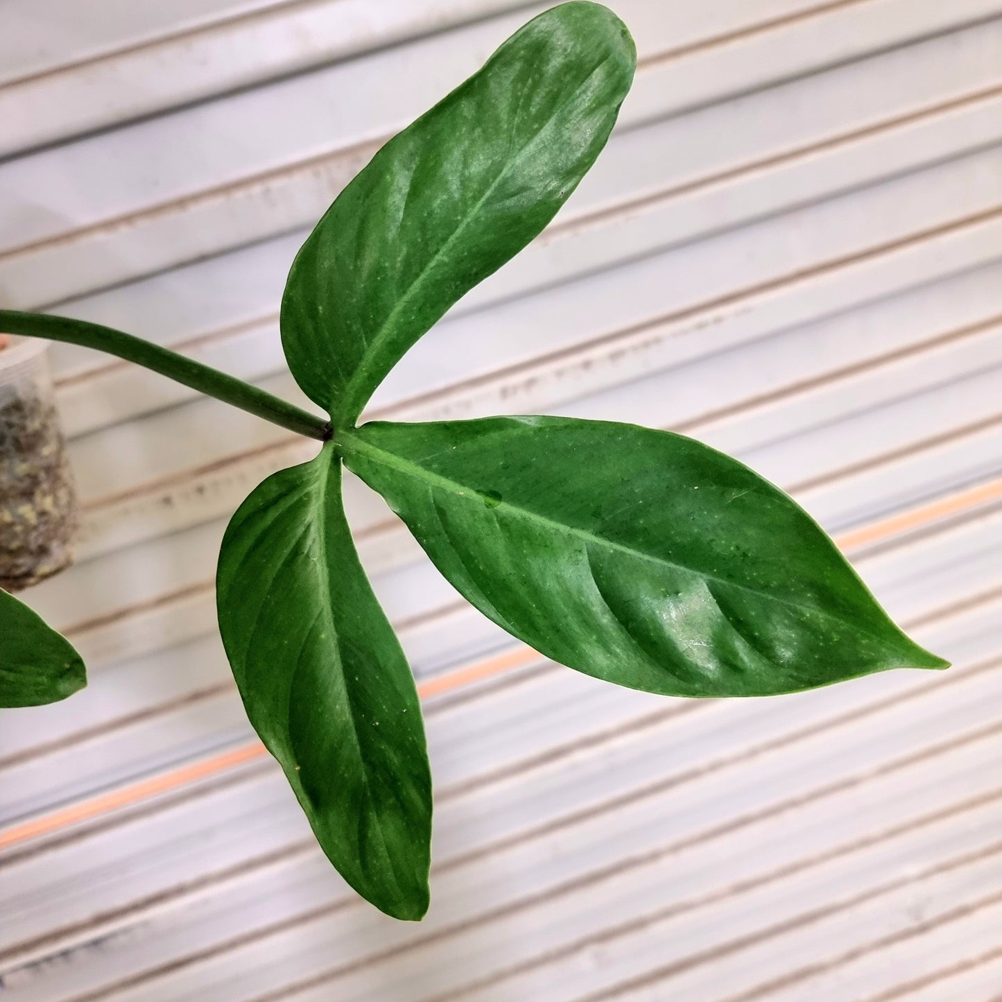 Philodendron sanctamartinense