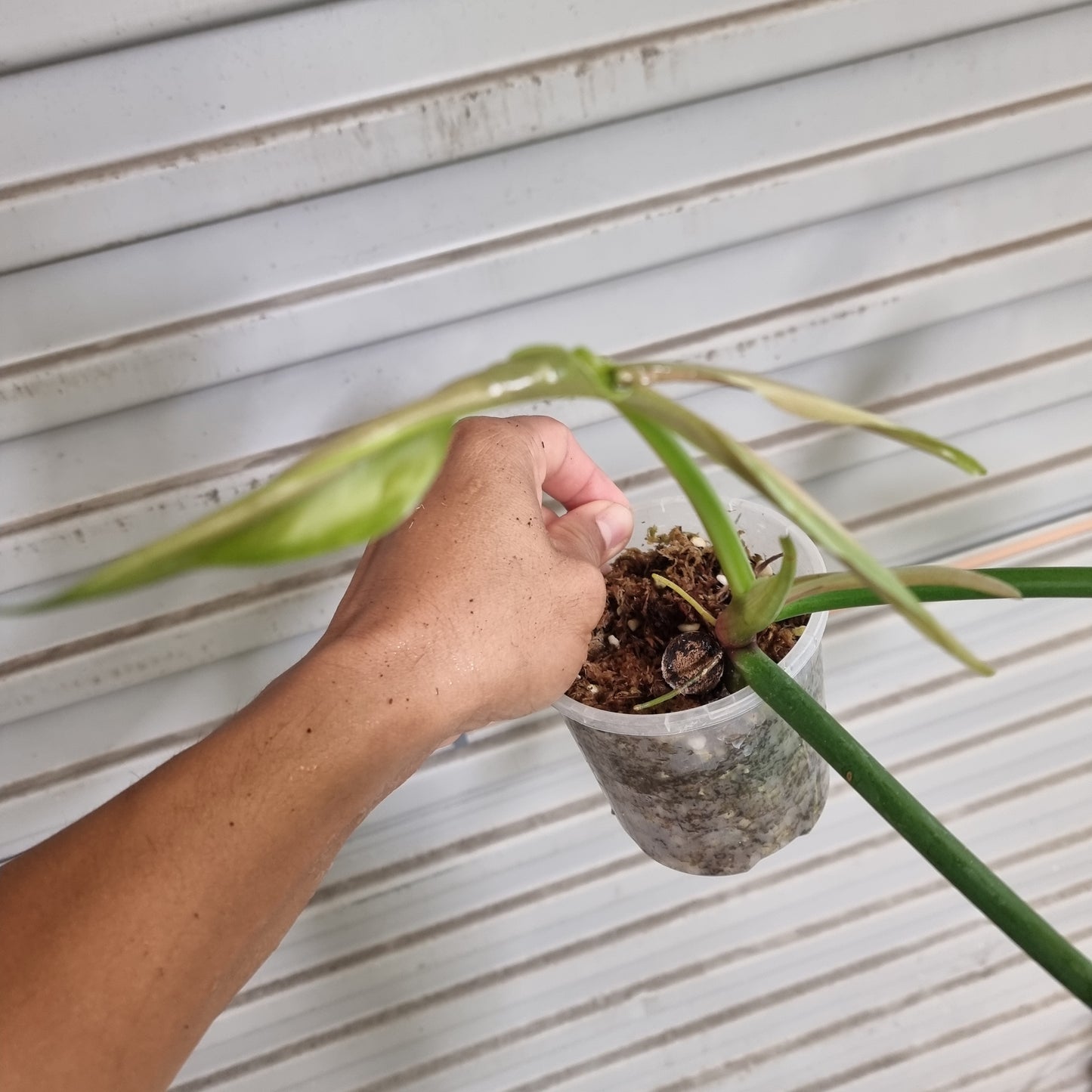 Philodendron sanctamartinense
