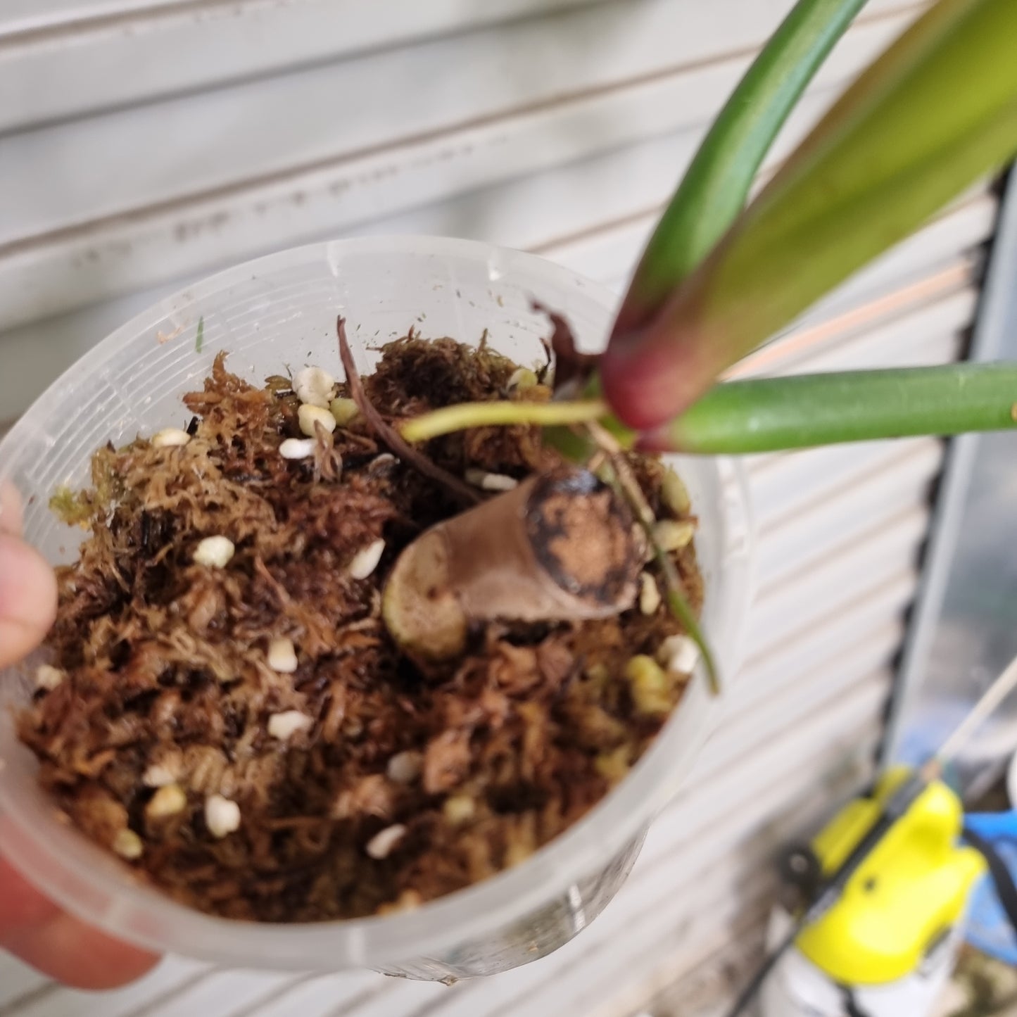Philodendron sanctamartinense