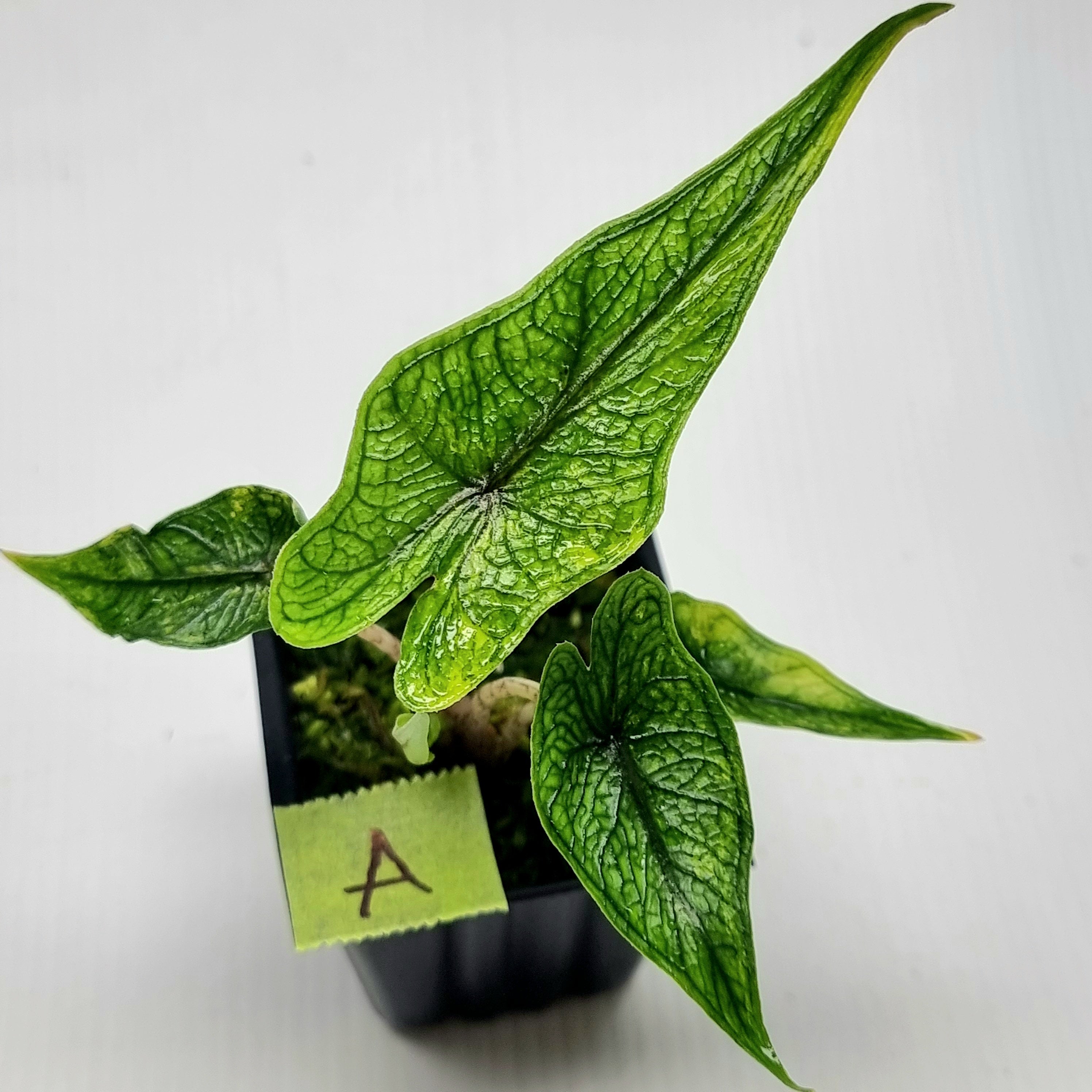 Alocasia Jacklyn Aurea Variegated – Flora Magnifica Australia