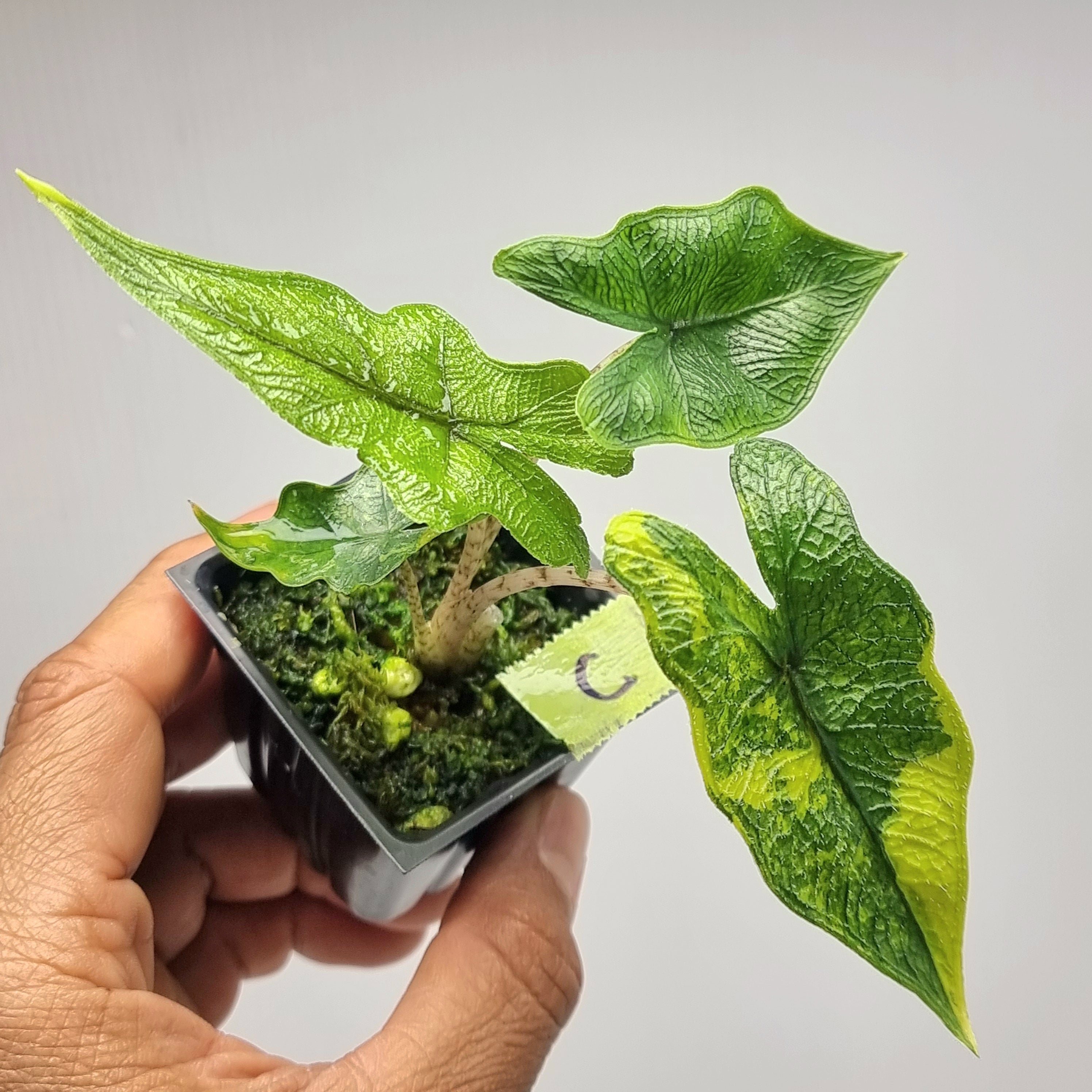 その他観葉植物 Alocasia 'Jacklyn' Variegated Alocasia Jacklyn Aurea Variegated – Flora Magnifica Australia